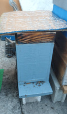 Ruchette Dadant peuplée 5 cadres