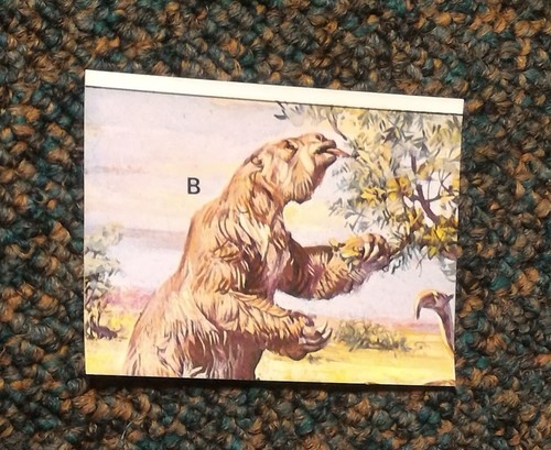 Panini animaux - panini, **