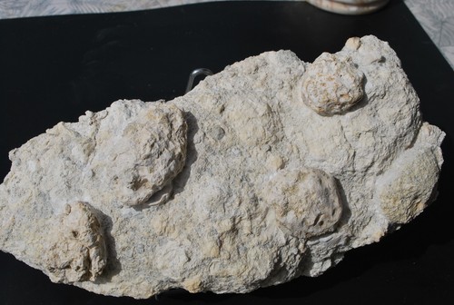 Corail fossile cap - corail, corse