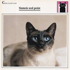 Carte Fiche 15x15cm texte au verso CHAT CAT GATO KATZE GATTO SIAMOIS SEAL POINT 