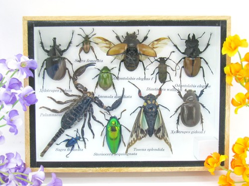 Insectes exotiques réel - insectes,