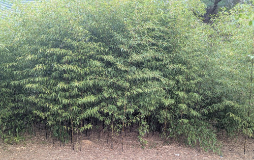 Urgent collector grade black - urgent—collector-grade,