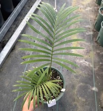 Sale Rare Plant Cacti Cycas