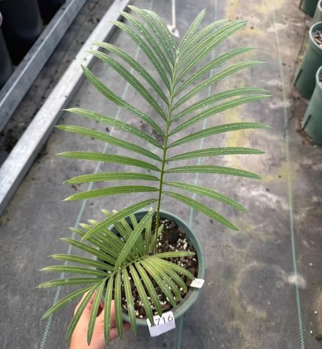 Sale rare plant cacti - rare,