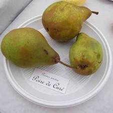 Poirier ancien - Poire de Curé - Pyrus communis 'Cure'