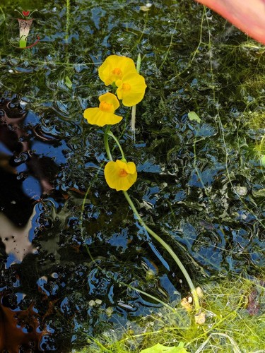 Utricularia vulgaris