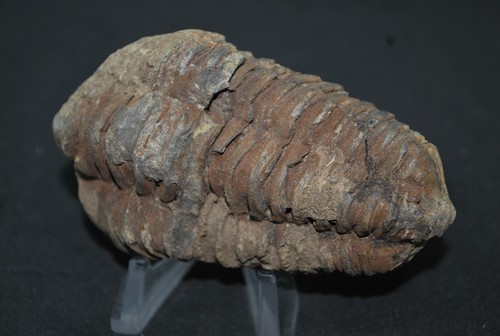 Trilobites fossiles maroc - fossiles, du