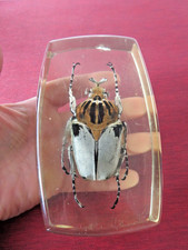 Scarabée coléoptère