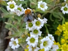 Tylecodon  racemosus,  seeds x