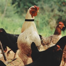 8pcs coq anti-crochet anneaux