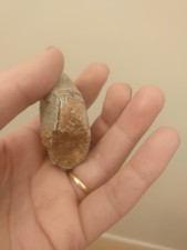 CRETACEOUTHEROPODA OVIRAPTOR