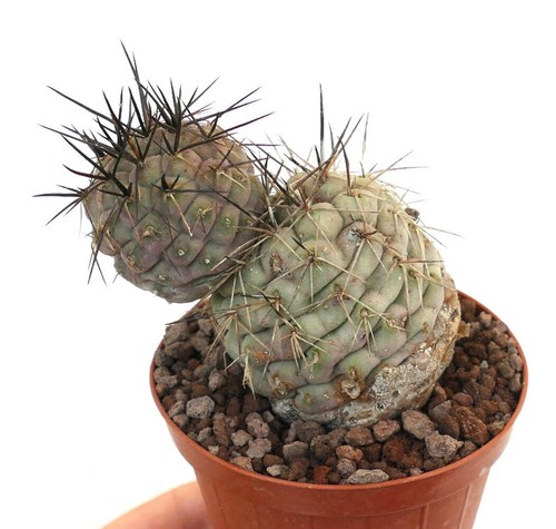 Tephrocactus geometricus super - tephrocactus,