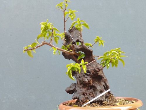 Bonsaï bougainvillier x - bonsaÏ, de