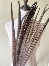 Plumes De Faisan Ringneck Pour