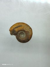 Ammonite,  Fossile France