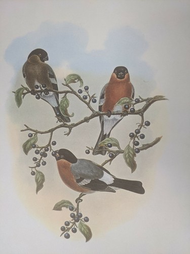 1969 oiseau imprimé - 1969,