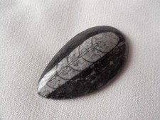 FOSSILE ORTHOCERAS DU MAROC