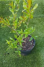 GRENADIER "Provence", PUNICA GRANATUM, en godet !!