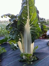 ☺150 graines de poirėe / blettes / cotes de bette blanche