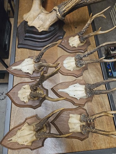 Trophées chasse bois - chasse, –