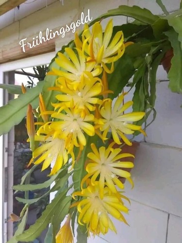 Epiphyllum fruhling gold - epiphyllum,
