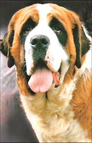 Saint bernard - bernard, st.