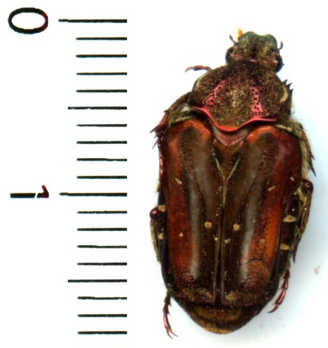 Cetoniidae taeniodera - cetoniidae,