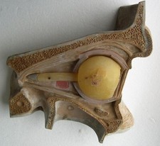 OEIL HUMAIN MODELE ANATOMIQUE AUZOUX  ancien en résine   cabinet de curiosité  