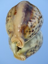 Tigris D exception.79mm