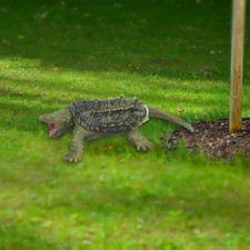 Modèle de tortue serpentine Collection de figurines de tortues d'eau douce