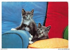 ASHP2-0100-CHAT - DEUX CHATONS SUR UN FAUTEUIL