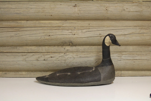 Canada goose - canada,