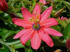 Passiflora Coral Glow - Passiflore - 1 plant