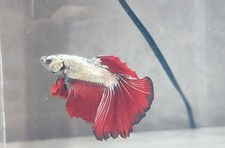 BETTA MAL- red cooper (page facebook AQUAGPRO)