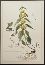 Botanique Lamier jaune Gravure