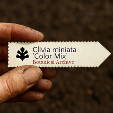 Clivia miniata 'Color Mix'