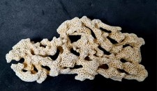 Coquillage Corail Blanc 13cm