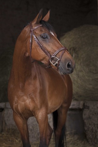 Bridon norton pro combinée - norton,