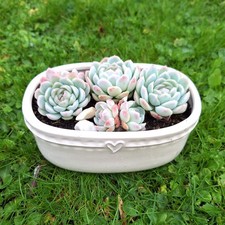 Echeveria Elegans,  6