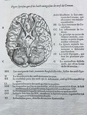 Cerveau Neurologue en 1614 Chirurgie Cérébrale Médecine Ambroise Paré Gravure