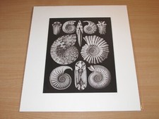 LUMAS PHOTO IMAGE - AMMONITIDA