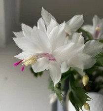 bouture schlumbergera blanc