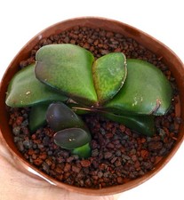 Gasteria pillansii - , cv