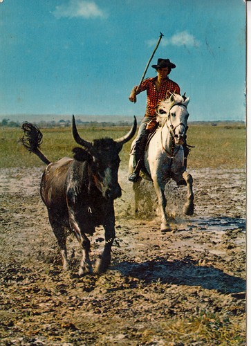 Carte postale 10x15cm camargue - postale,