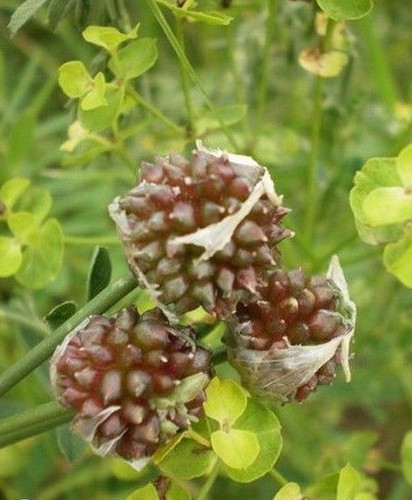 Ail rocambole des - des, vignes