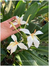 Hedychium Luna Moth ° 1  plant ° rustique