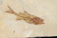 Grand Poisson fossile Dapalis Macarus Oligocene France  110mm