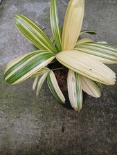 Rhapis japonica  "Koban