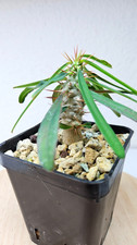 Euphorbia rossii ➡️--LIVE