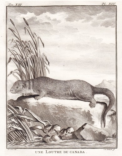Loutre otter canada - d'otter,